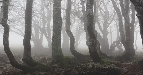What It’s Like To Spend The Night In The Worlds Most Haunted Forest post thumbnail image