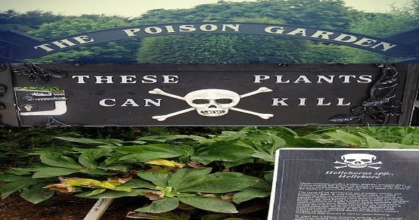 A Look At One Of The Deadliest Places On Earth – Alnwick Garden post thumbnail image