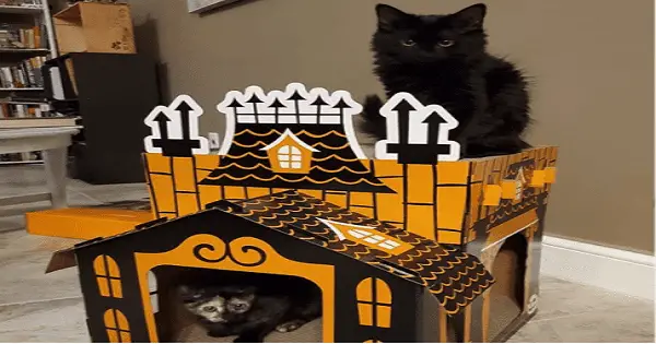 A Look At Targets Haunted Mansion For Cats You Must Have! post thumbnail image