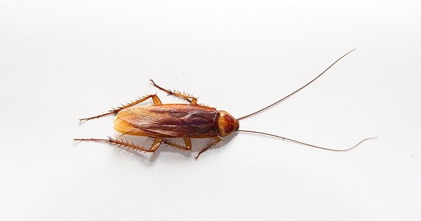 Cockroaches Are Evolving So Fast Soon They’ll Be Nearly Impossible To Kill post thumbnail image