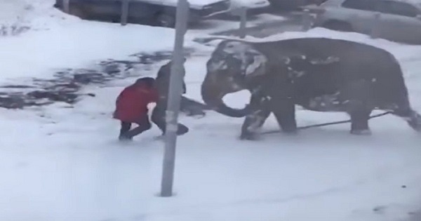 2 Elephants Escape From Circus So They Can Play in The Snow post thumbnail image