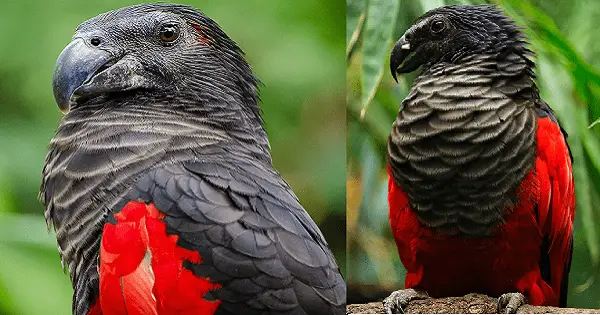 The Dracula Parrot Is The Goth Among Birds And Is Terrifyingly Beautiful post thumbnail image