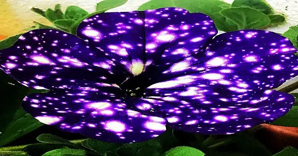 The “Night Sky Petunias” Look Like They Hold The ‘Galaxy’ In Their Petals post thumbnail image