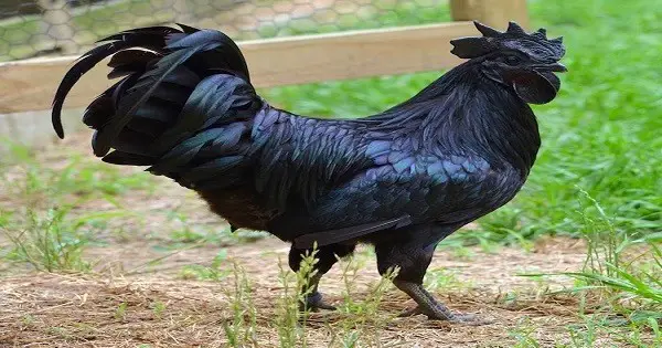 The Goth Of All Chickens  Even Has A Black Heart post thumbnail image
