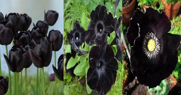 10 Gothic Black Flowers You Won’t Believe Actually Exist post thumbnail image