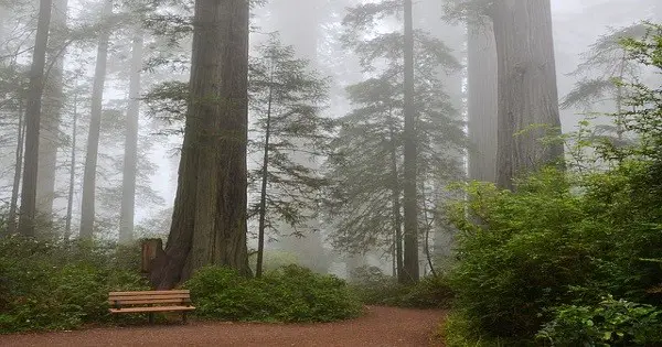 Escape By Taking a Virtual Walk Through Redwood National Forest post thumbnail image