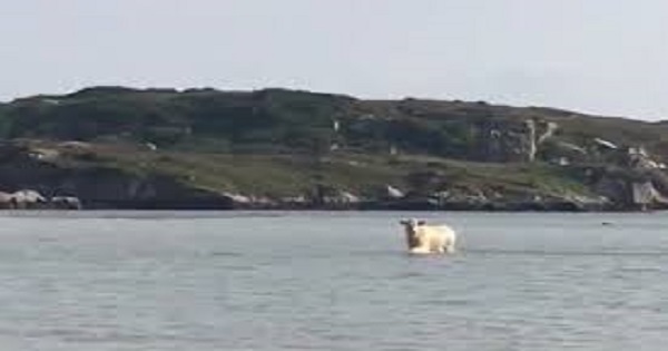 Cow Emerges From Ocean, Could This Be The Strangest News Of 2020? post thumbnail image