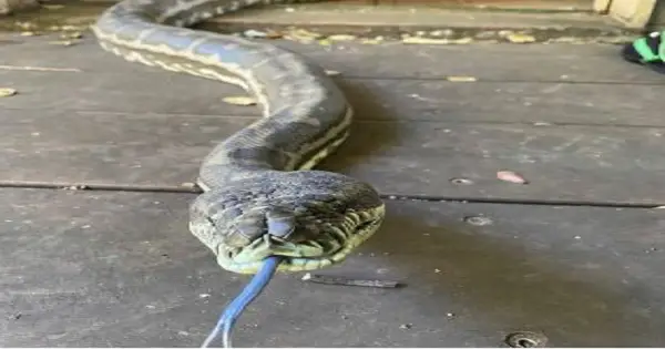 2 pythons weighing 100 pounds collapse kitchen ceiling in Australia post thumbnail image