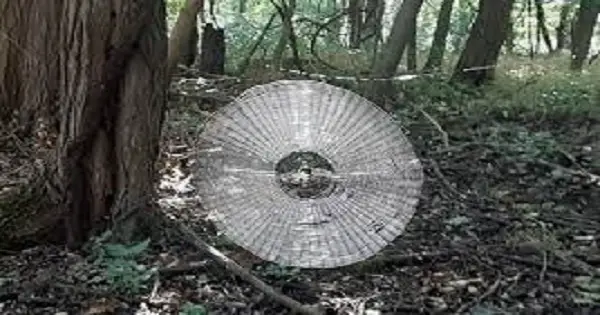 A Human-Sized Spider Web Was Found In a Missouri Forest post thumbnail image