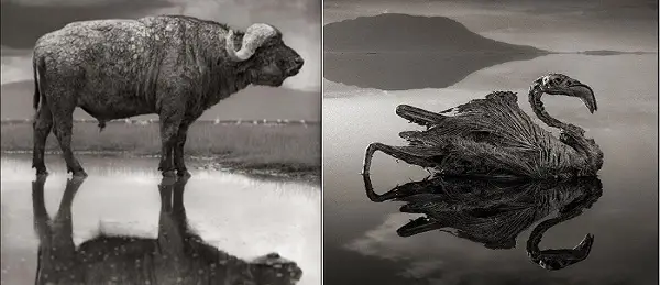 An Inside Look At The Terrifying Lake That Turns Dead Animals Into Stone post thumbnail image