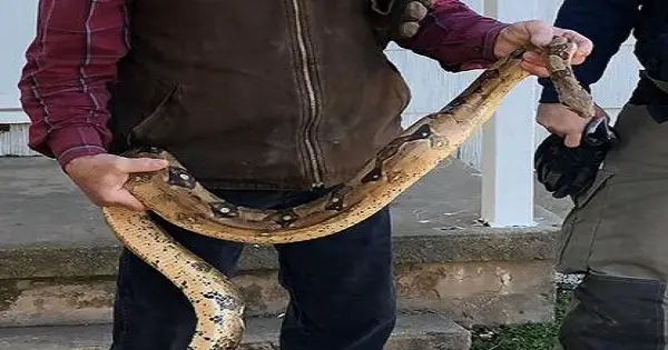Kansas man finds 6-foot boa constrictor hiding in couch post thumbnail image