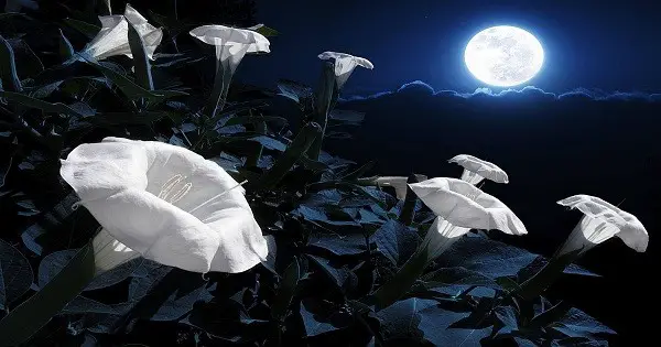 Create Your Own Night Time Space With Your Very Own Moon Garden post thumbnail image