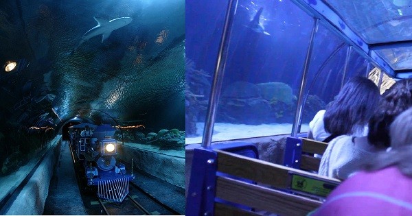 This Aquariums Train Ride Goes Through an Underwater Shark Tank post thumbnail image
