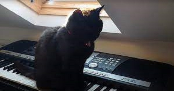 A Black Cat Creates Its Own Horror Music On a Keyboard post thumbnail image